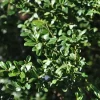 Ilex Crenata 'Glorie Gem', Berg-Ilex