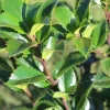 Ilex Meserveae 'Heckenfee', Stechpalme