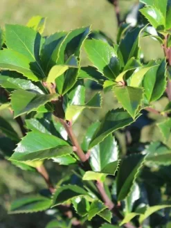 Ilex Meserveae 'Heckenfee', Stechpalme