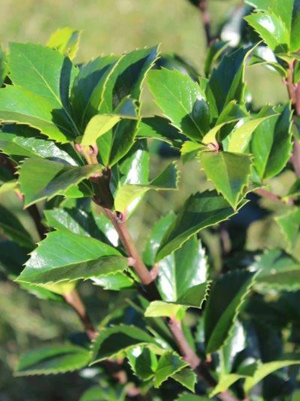 Ilex Meserveae 'Heckenfee', Stechpalme 1 Ilex Meserveae 'Heckenfee', Stechpalme