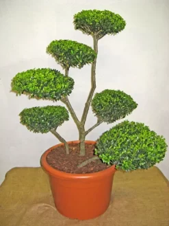 Ilex Crenata Green Hedge - Bonsai, XXL-Produkt