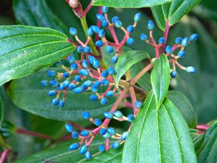 Viburnum Davidii, Kissenschneeball 2 Viburnum Davidii, Kissenschneeball – Bild 2