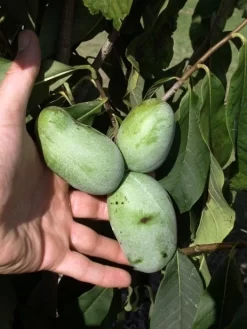 Indianerbanane 'Sunflower' (PauPau, PawPaw) - Veredelt