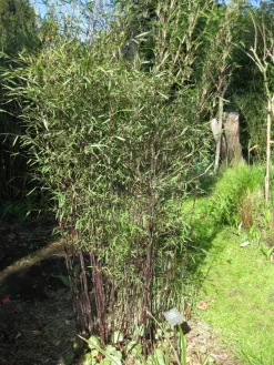 Fargesia Jiuzhaigou 'Deep Purple', Jade Bambus, Rothalmiger Schirm-Bambus -Gartenpflanzen Verkauf jade bambus deep purple 1280x1280