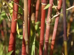 Fargesia Jiuzhaigou, Jade Bambus, Rothalmiger Schirm-Bambus -Gartenpflanzen Verkauf jade bambus 1280x1280