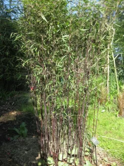 Fargesia Jiuzhaigou 'Deep Purple', Jade Bambus, Rothalmiger Schirm-Bambus