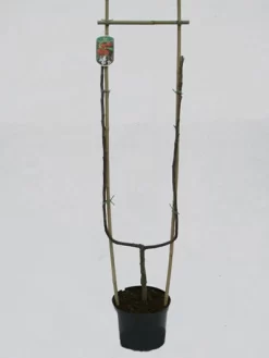 Jonagold, Apfel - U-Spalier -Gartenpflanzen Verkauf jonagold spalier 1280x1280