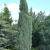 Juniperus Scopulorum 'Blue Arrow', Blauer Raketen-Wacholder