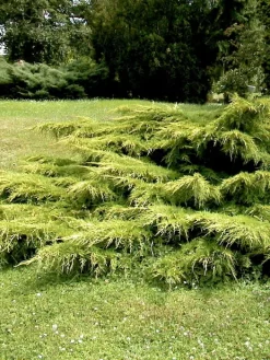 Juniperus Media 'Pfitzeriana Aurea', Gelber Pfitzer-Wacholder