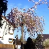 Prunus Serrulata 'Kiku-Shidare-Sakura', Japanische Hänge-Nelkenkirsche - Hochstamm