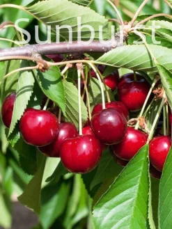 Duo-Kirschbaum - Hedelfinger Riesenkirsche Und Sunburst -Gartenpflanzen Verkauf kirsche sunburst 2 1280x1280