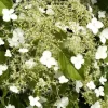 Hydrangea Petiolaris, Kletterhortensie