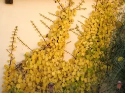 Hydrangea Petiolaris, Kletterhortensie -Gartenpflanzen Verkauf kletterhortensie 1280x1280