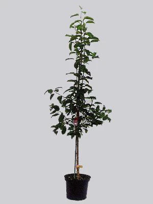 Pflaume Königin Victoria 2 Pflaume Königin Victoria – Bild 2