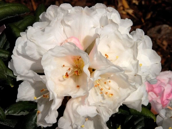 Rhododendron Koichiro Wada 2 Rhododendron Koichiro Wada – Bild 2
