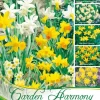 Kollektion Botanische Narzissen Zum Verwildern (Art.Nr. 598216)