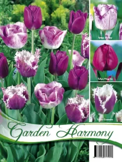 Kollektion Purpur Tulpen (Art.Nr. 598214)