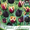 Kollektion Schwarze Tulpen (Art.Nr. 598202)