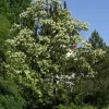 Robinia Pseudoacacia 'Tortuosa', Korkenzieher-Robinie