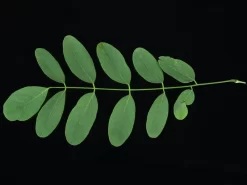 Robinia Pseudoacacia 'Tortuosa', Korkenzieher-Robinie -Gartenpflanzen Verkauf korkenzieher robinie blatt 1280x1280