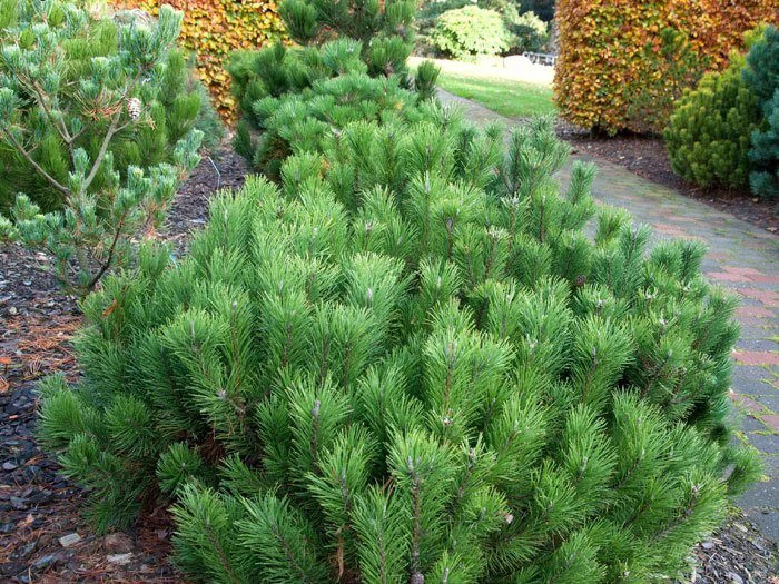 Pinus Mugo Pumilio, Zwerg-Latsche 3 Pinus Mugo Pumilio, Zwerg-Latsche – Bild 3