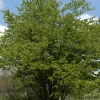 Cercidiphyllum Japonicum, Kuchenbaum