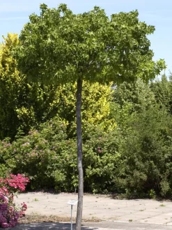 Liquidambar Styraciflua Gumball, Kugel-Amberbaum - Hochstamm