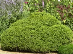 Picea Abies 'Little Gem', Kugel-Fichte, Kissen-Fichte 5 Picea Abies 'Little Gem', Kugel-Fichte, Kissen-Fichte -Gartenpflanzen Verkauf kugel fichte little gem 1280x1280