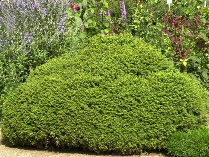 Picea Abies 'Little Gem', Kugel-Fichte, Kissen-Fichte 3 Picea Abies 'Little Gem', Kugel-Fichte, Kissen-Fichte – Bild 3