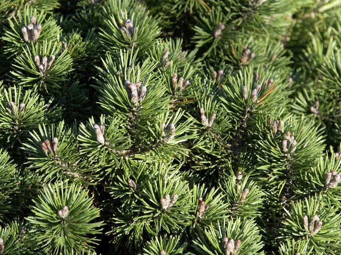 Pinus Mugo 'Mini Mops', Kugel-Kiefer 2 Pinus Mugo 'Mini Mops', Kugel-Kiefer – Bild 2