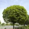 Robinia Pseudo. 'Umbraculifera', Kugel-Robinie - Hochstamm