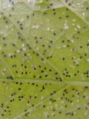 Schlupfwespe (Art.Nr. KB3056) 2 Schlupfwespe (Art.Nr. KB3056) – Bild 2