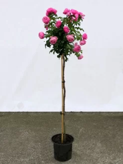 Rosen-Stämmchen Leonardo Da Vinci ® - Meilland -Gartenpflanzen Verkauf leonardo da vinci stamm 1280x1280