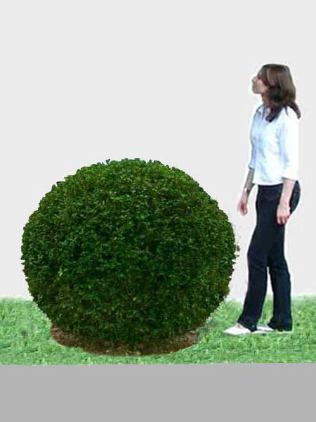 Ligusterkugel, Ligustrum Vulgare Atrovirens - XXL-Produkt 1 Ligusterkugel, Ligustrum Vulgare Atrovirens - XXL-Produkt