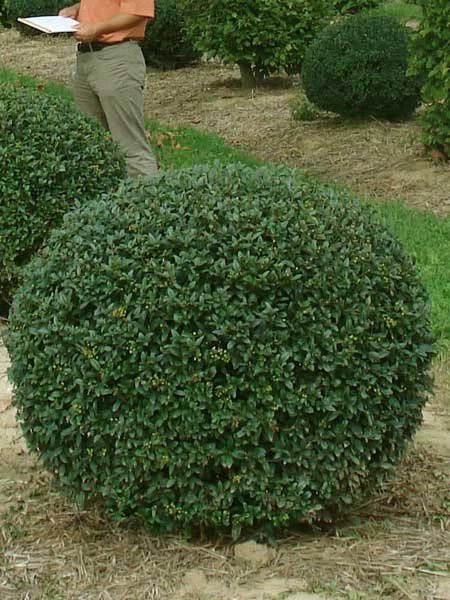 Ligusterkugel, Ligustrum Vulgare Atrovirens - XXL-Produkt 2 Ligusterkugel, Ligustrum Vulgare Atrovirens - XXL-Produkt – Bild 2