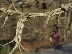 Liquidambar Styraciflua, Amberbaum 7 Liquidambar Styraciflua, Amberbaum -Gartenpflanzen Verkauf liquidambar styraciflua ast 1280x1280