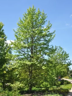 Liquidambar Styraciflua, Amberbaum
