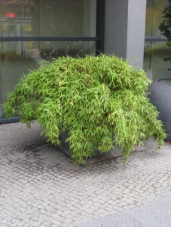 Fargesia Murielae 'Simba', Löwenbambus, Mähnenbambus 5 Fargesia Murielae 'Simba', Löwenbambus, Mähnenbambus -Gartenpflanzen Verkauf loewenbambus 1280x1280