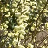 Salix Caprea 'Mas', Männliche Kätzchenweide, Palmweide