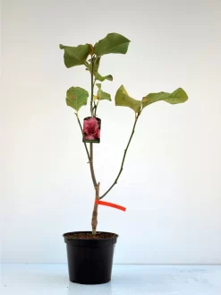 Magnolia Vulcan, Magnolie -Gartenpflanzen Verkauf magnolia vulcan 1280x1280