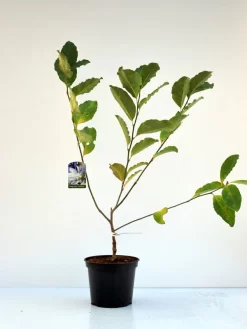 Magnolia Loebneri 'Wildcat', Magnolie