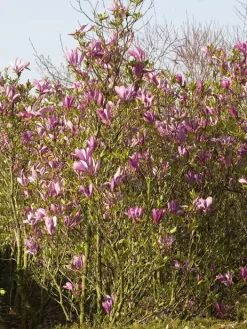 Magnolia Liliiflora 'Susan', Purpur-Magnolie