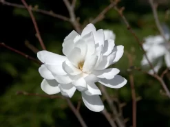 Magnolia Loebneri 'Wildcat', Magnolie -Gartenpflanzen Verkauf magnolie wildcat 1280x1280