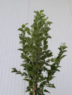 Malus Evereste, Zierapfel - Hochstamm -Gartenpflanzen Verkauf malus evereste krone55599d089afb8 1280x1280