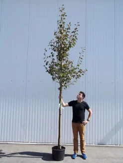 Malus Sargentii 'Rudolph', Zierapfel - Hochstamm -Gartenpflanzen Verkauf malus rudolph hochstamm 1280x1280