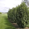 Prunus Laurocerasus Genolia® 'Mariblon', Säulenförmiger Kirschlorbeer