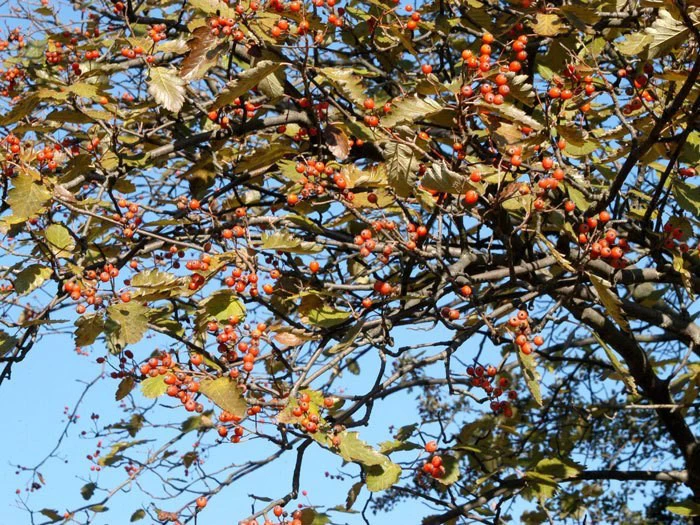 Sorbus Intermedia, Schwedische Mehlbeere 2 Sorbus Intermedia, Schwedische Mehlbeere – Bild 2