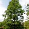 Metasequoia Glyptostroboides, Urweltmammutbaum