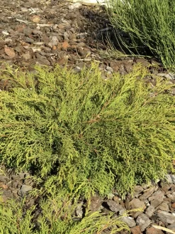 Microbiota Decussata, Fächer-Wacholder