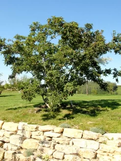 Mespilus Germanica, Mispel -Gartenpflanzen Verkauf mispel habitus 1280x1280